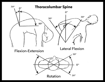 Thoracolumbar spine