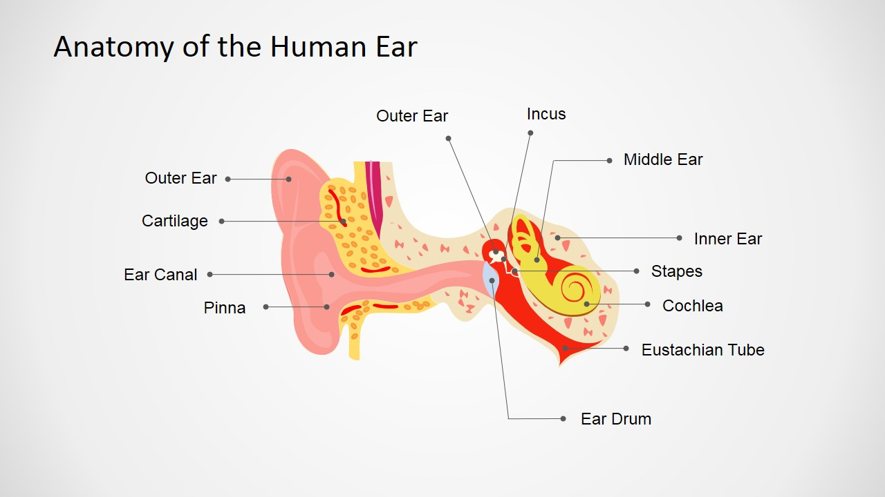 Structure of Human Ear