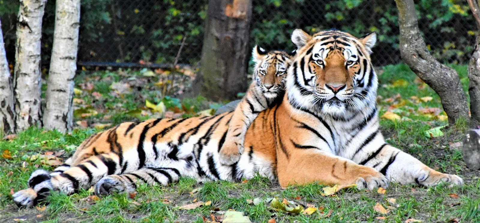 Bandipur National park