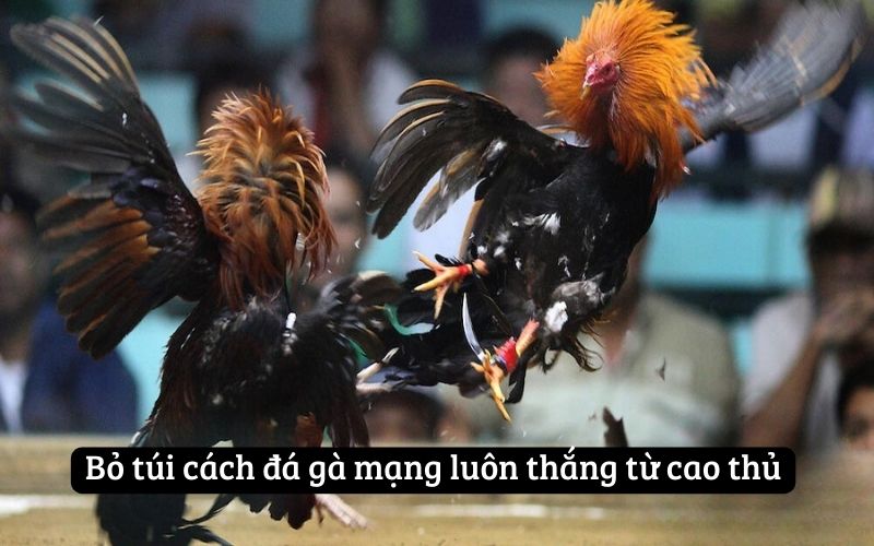 Bỏ túi cách đá gà mạng luôn thắng từ cao thủ