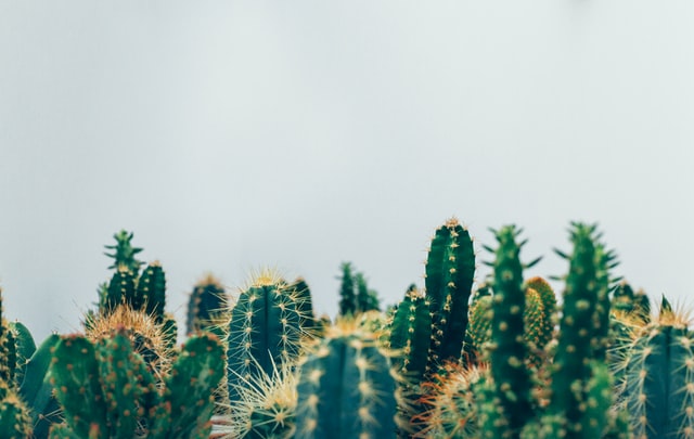 cactus plant turning yellow