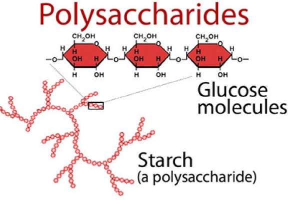 Polysaccharides là những phân tử carbohydrate