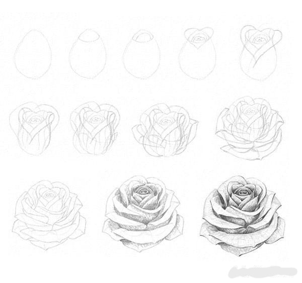 
By following these steps, you can create a beautiful and realistic a red rose sketch that captures its delicate beauty and intricate details.