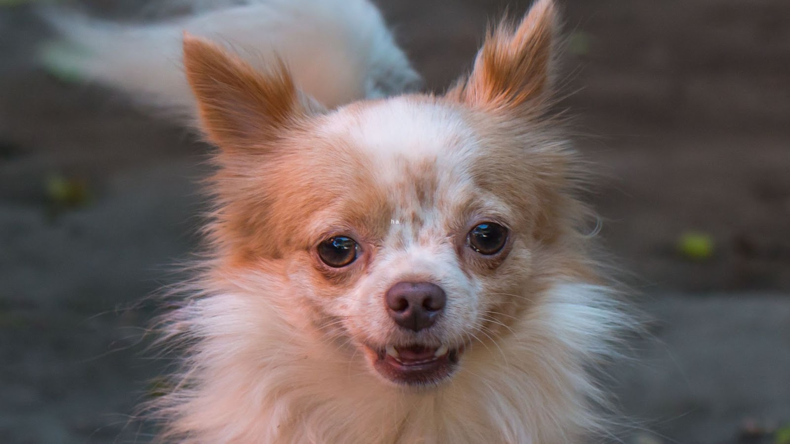 bicolor tan and white pied long-haired Chihuahua