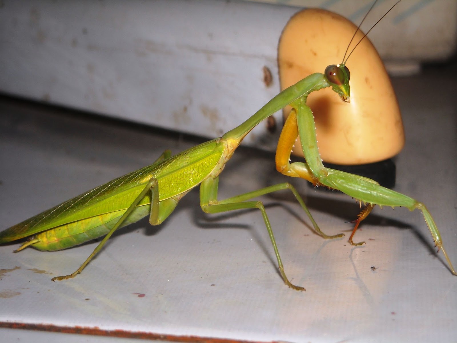 How Long Do Praying Mantises Live In Captivity