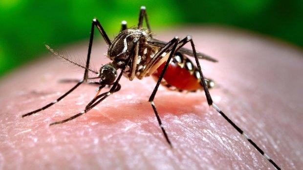 Dengue fever cases hit 20-year high in Australia
