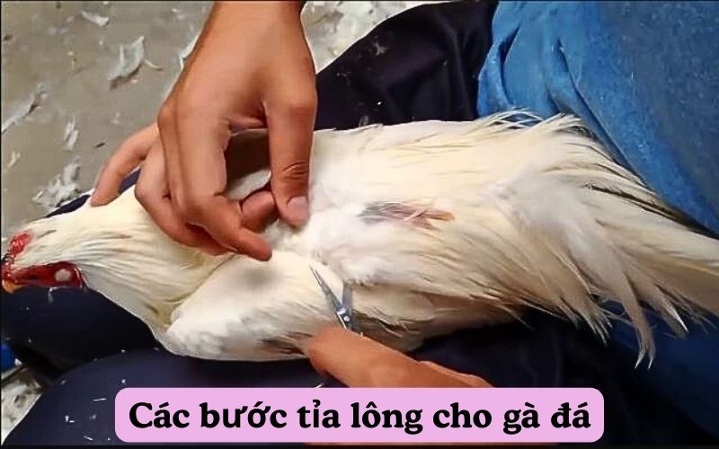 Các bước tỉa lông cho gà đá