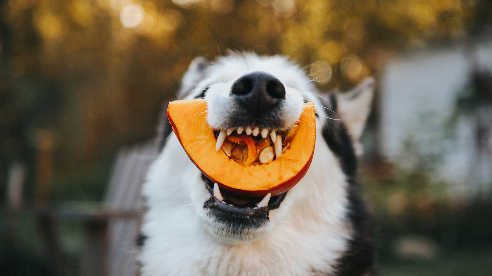 dog eating a pumpkin