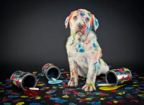 a dog covered with paint splashes