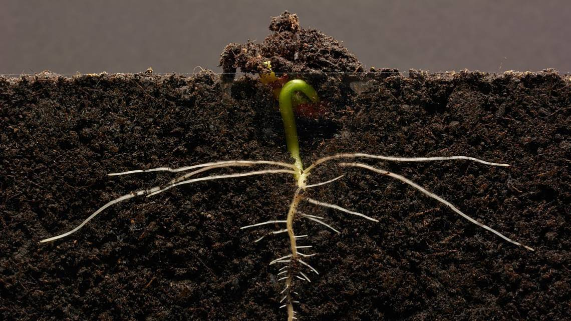 Choosing the Right Fertilizer for Root Growth