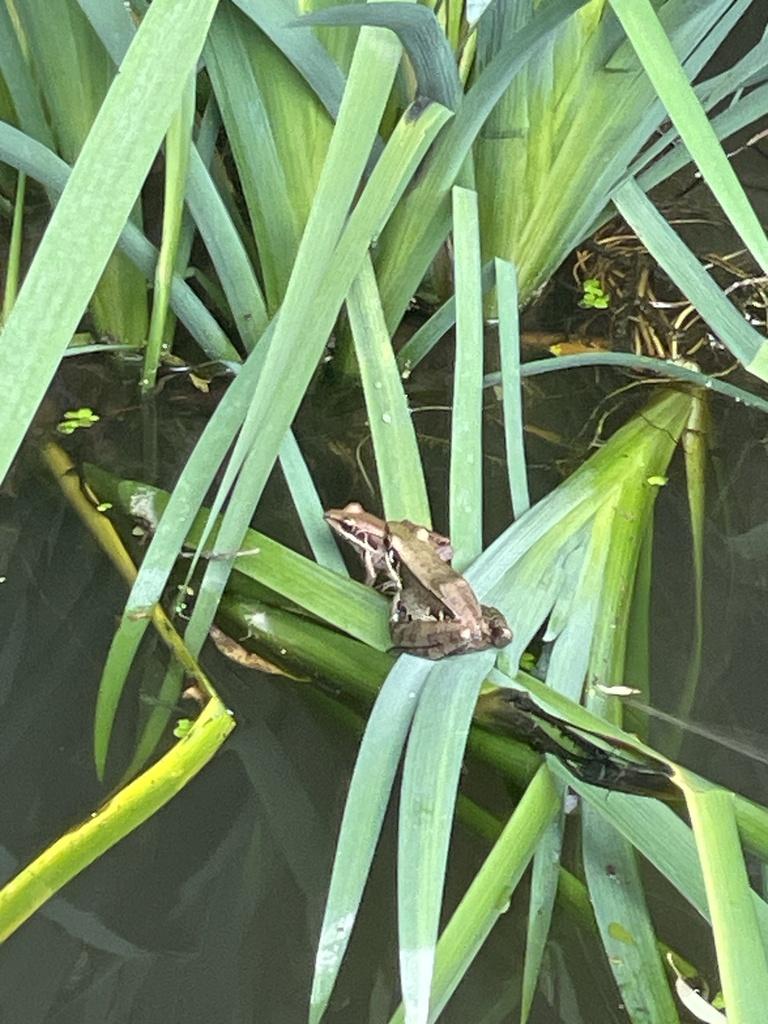 生活-動物保育-好去處-海洋公園-生態調查