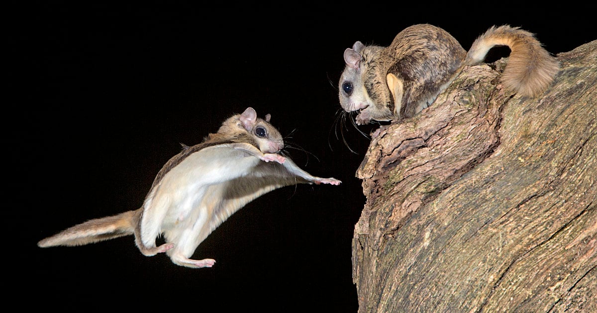 Flying Squirrels In Georgia