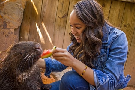A tourist feeds watermelon to a capybara at Wild Florida's Gator Park
