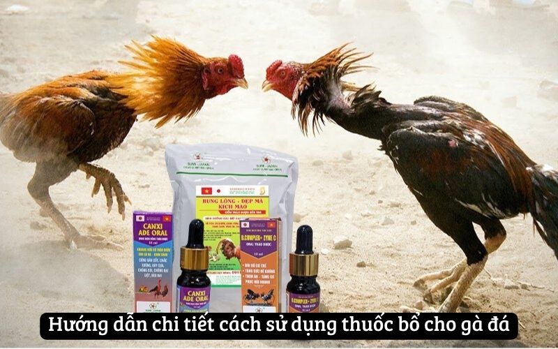 Hướng dẫn chi tiết cách sử dụng thuốc bổ cho gà đá