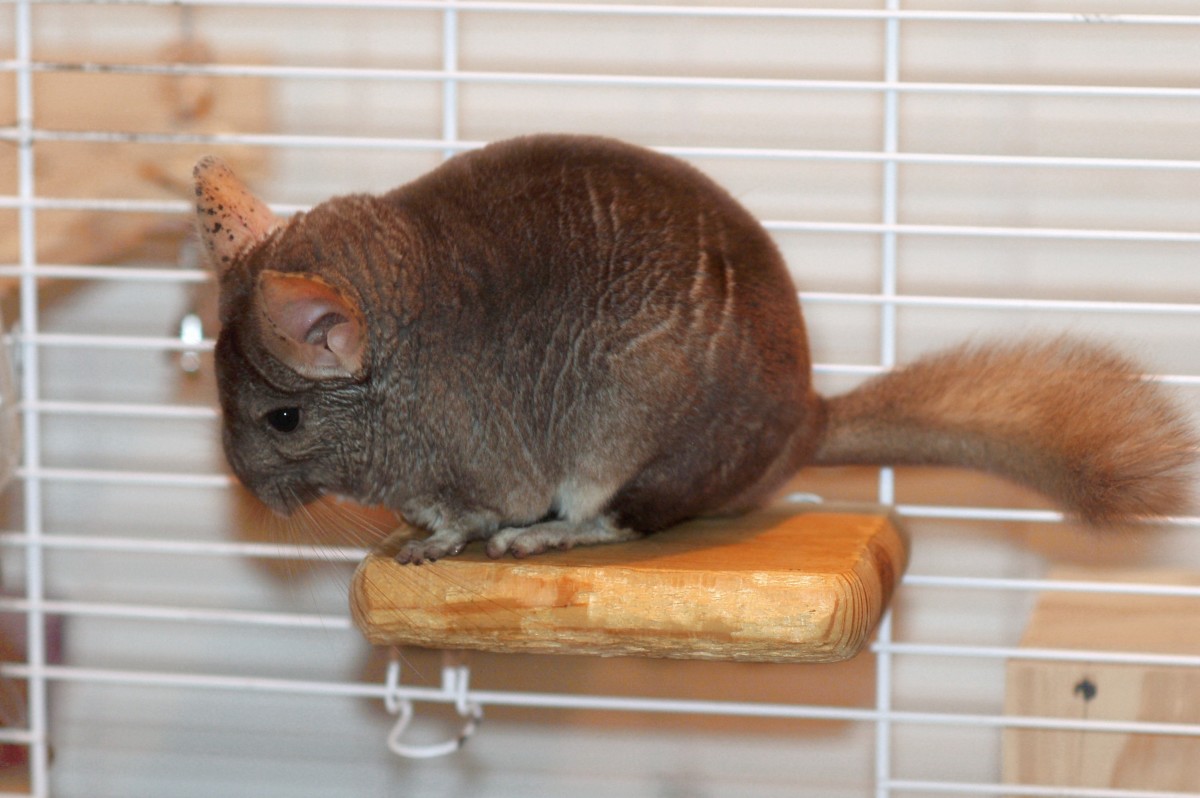 Wood For Chinchilla Cage