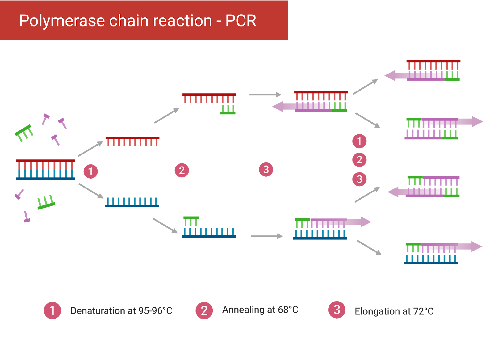 16s Gene Pcr Amplification And Sanger Sequencing