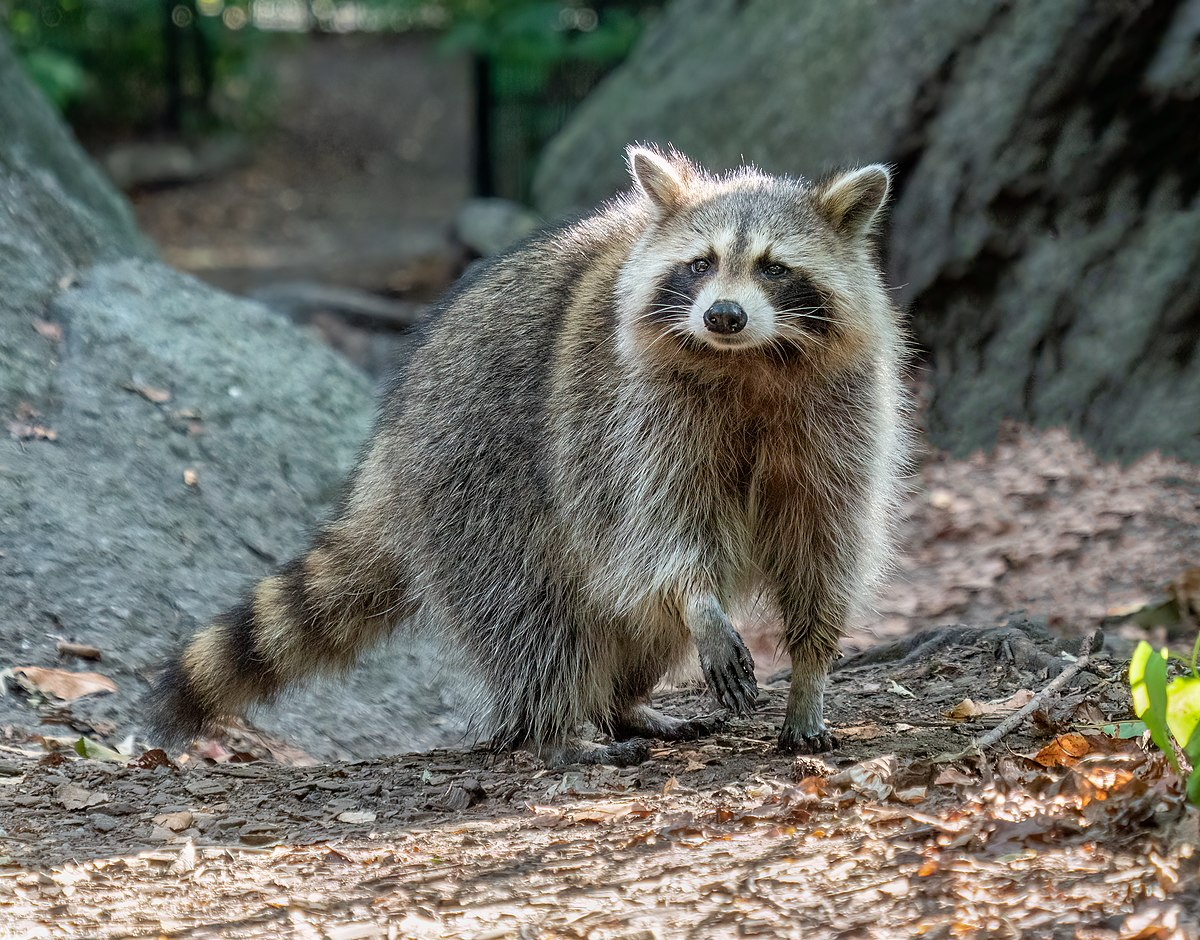 The Mystery of Racoon’s Food-Washing Behavior