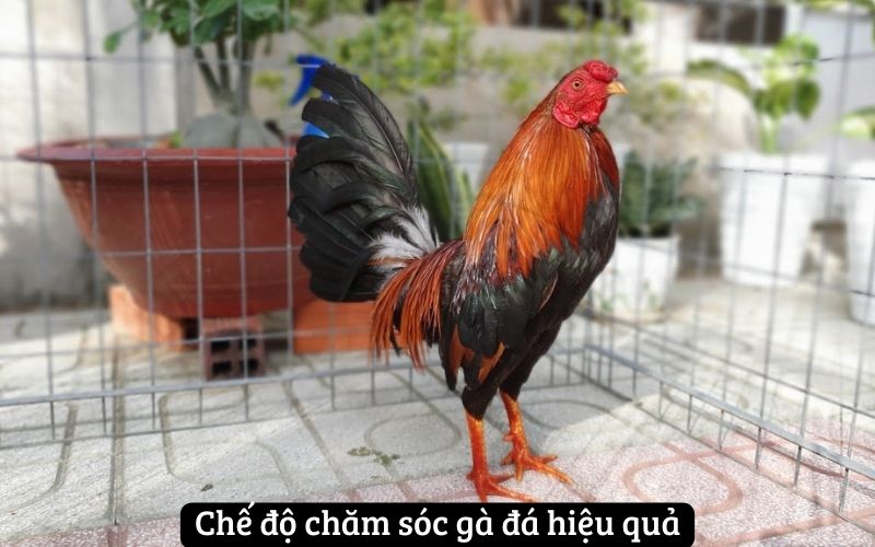 Chế độ chăm sóc gà đá hiệu quả