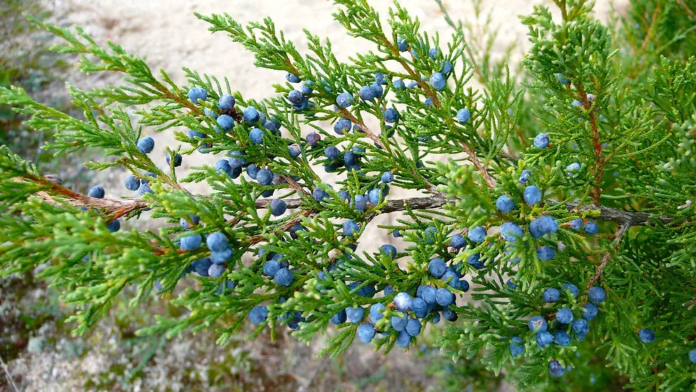 Eastern Red Cedar (Juniperus virginiana)