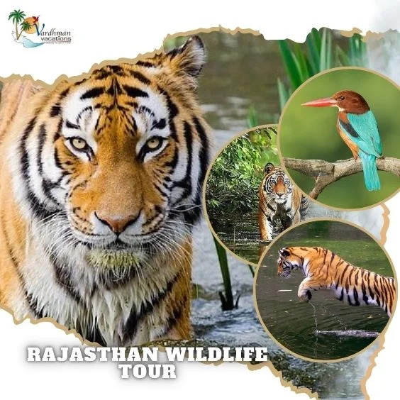 Rajasthan Wildlife Tour