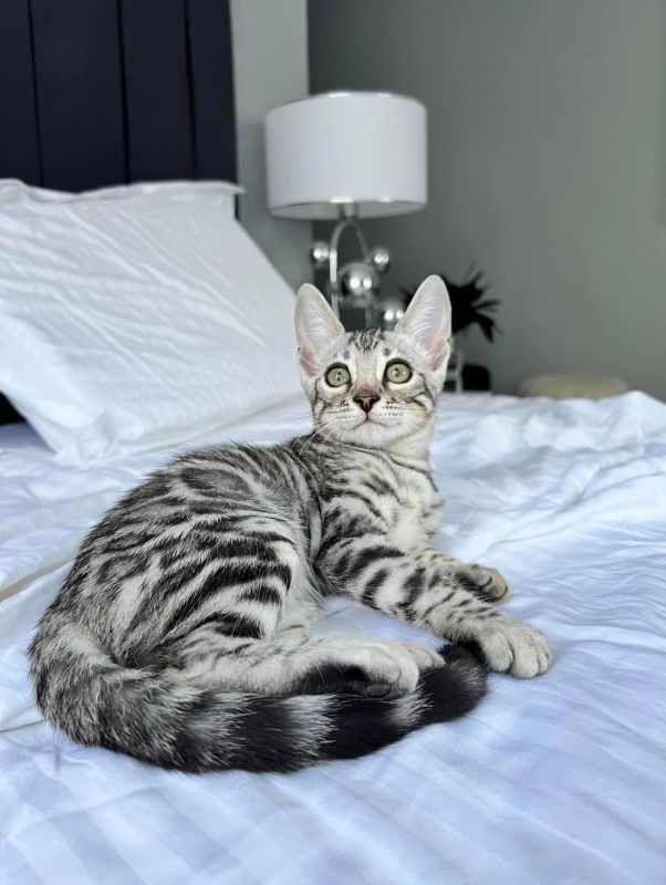 silver bengal cat