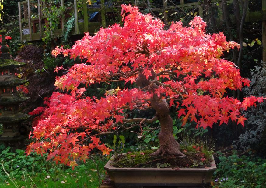 Japanese Maple Bonsai with read autumn leaves