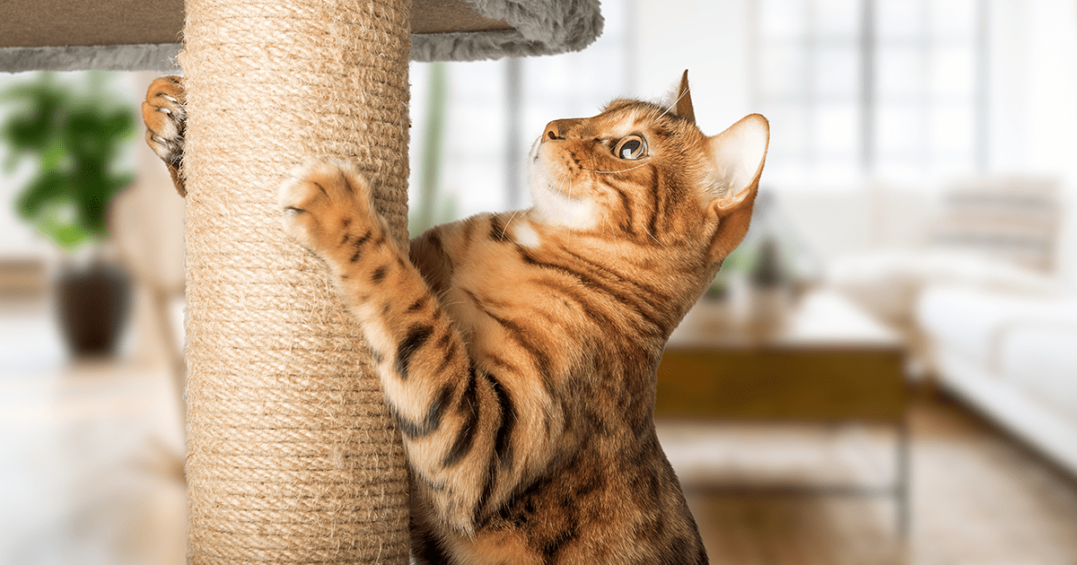 Cat scratching against a sisal scratching post.