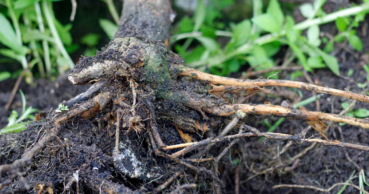 What causes poor root growth in plants