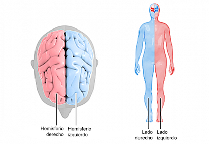 diagrama del lado izquierdo del cerebro