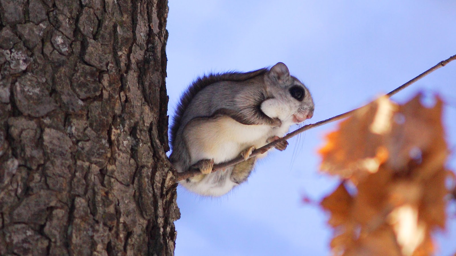 Flying Squirrels Connecticut