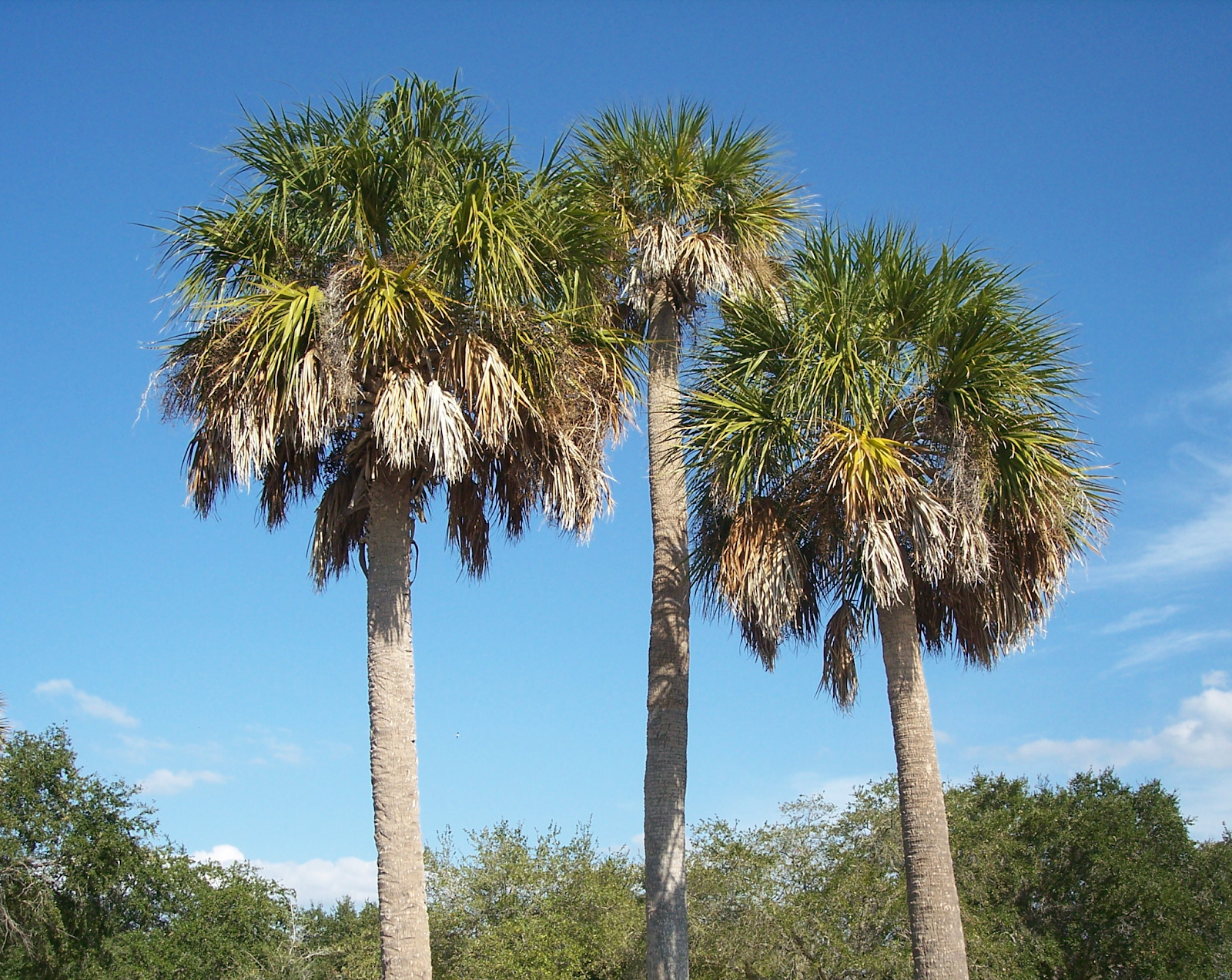 Palmetto Palm (Sabal palmetto)