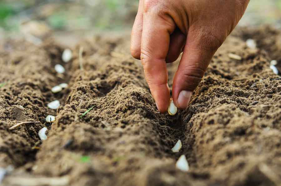 Direct Seeding