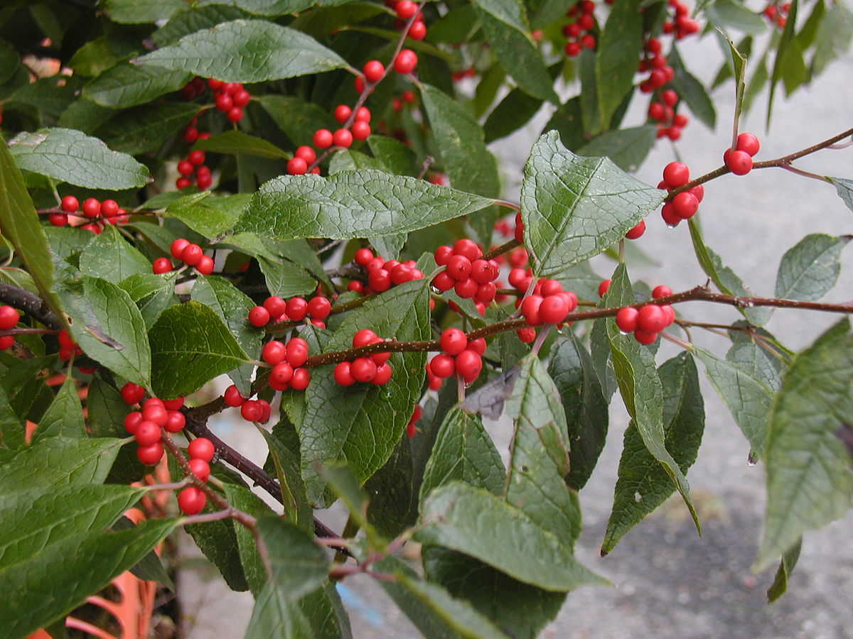 Winterberry Holly (Ilex verticillata)