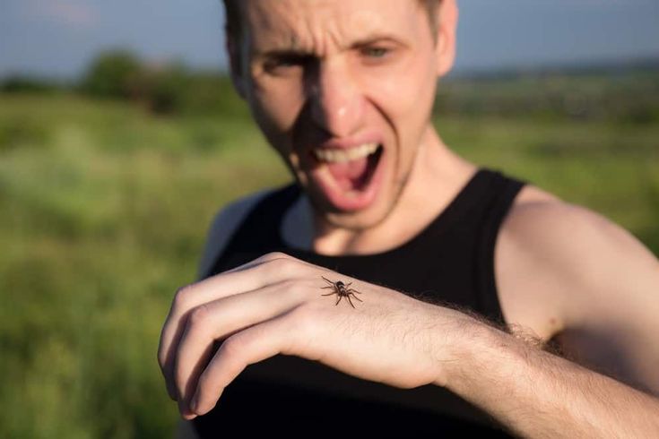 grass spider vs wolf spider