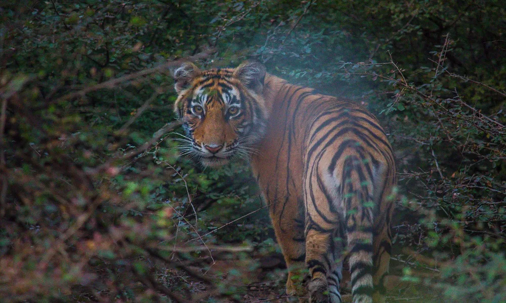 Sariska Tiger 