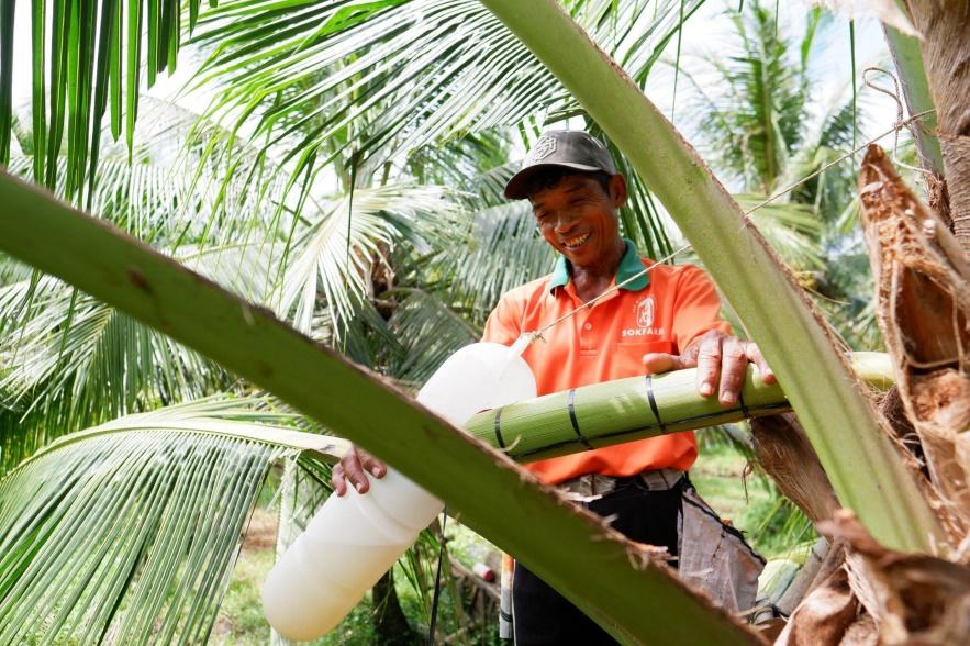 Nụ cười của người thợ thu mật hoa dừa. Ảnh do Sokfarm cung cấp ngày 20/01/2024.