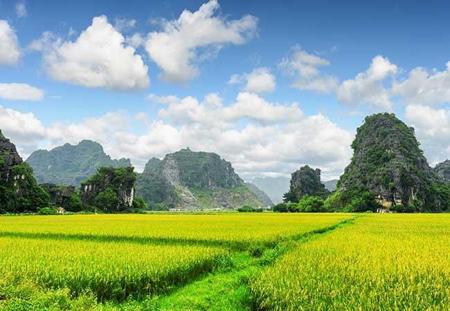 rice field in ninh binh