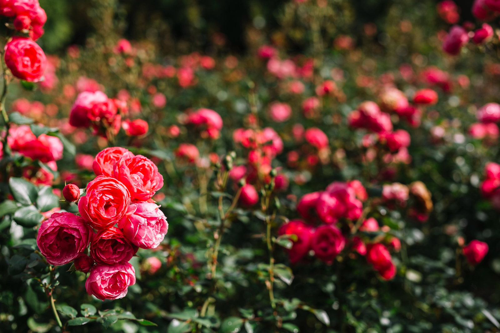 Cura delle piante di rose per marmellata