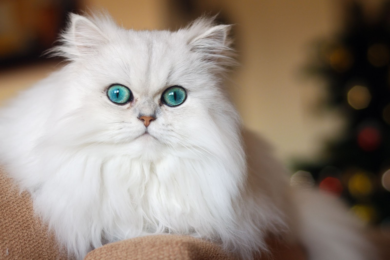 Белая персидская кошка