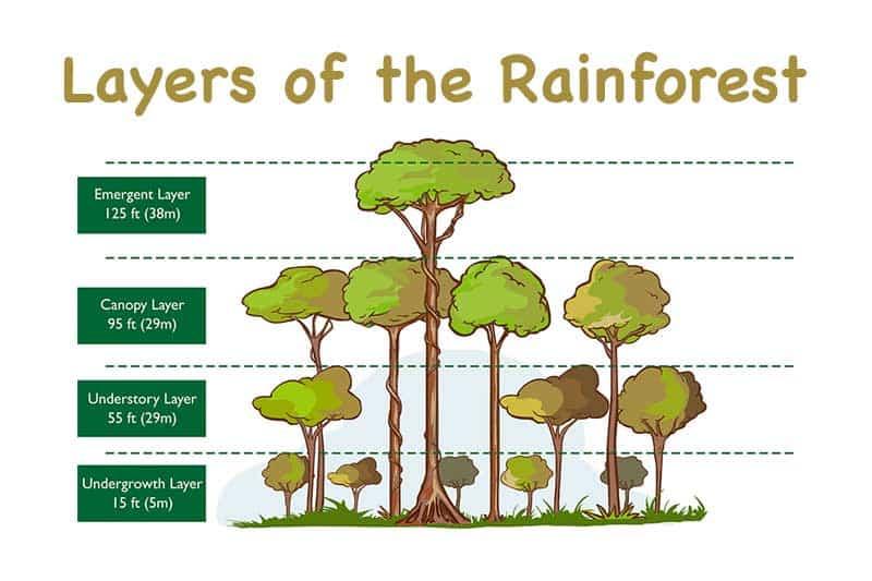 Structure of forest