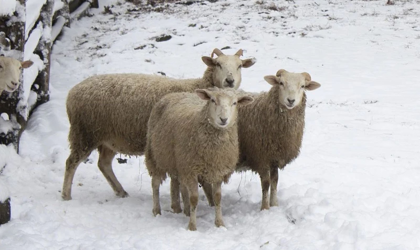 Овца на зимней улице