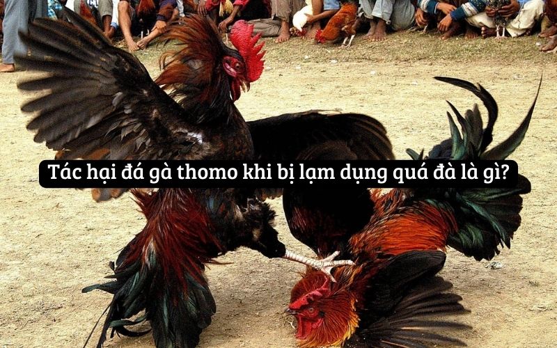 Tác hại đá gà thomo khi bị lạm dụng quá đà là gì?