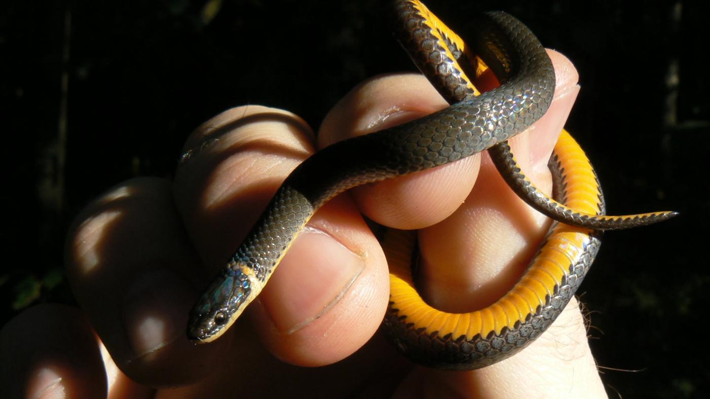 Black Snakes With Yellow Belly
