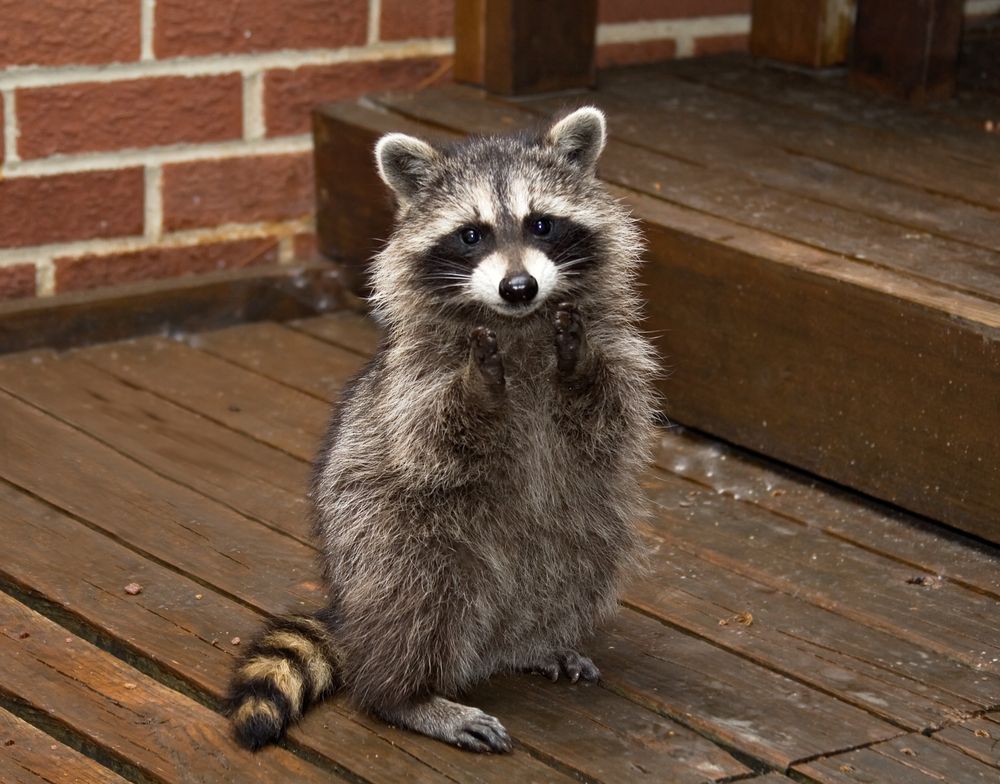 Why Do Raccoons Live So Short