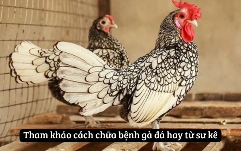 Tham khảo cách chữa bệnh gà đá hay từ sư kê