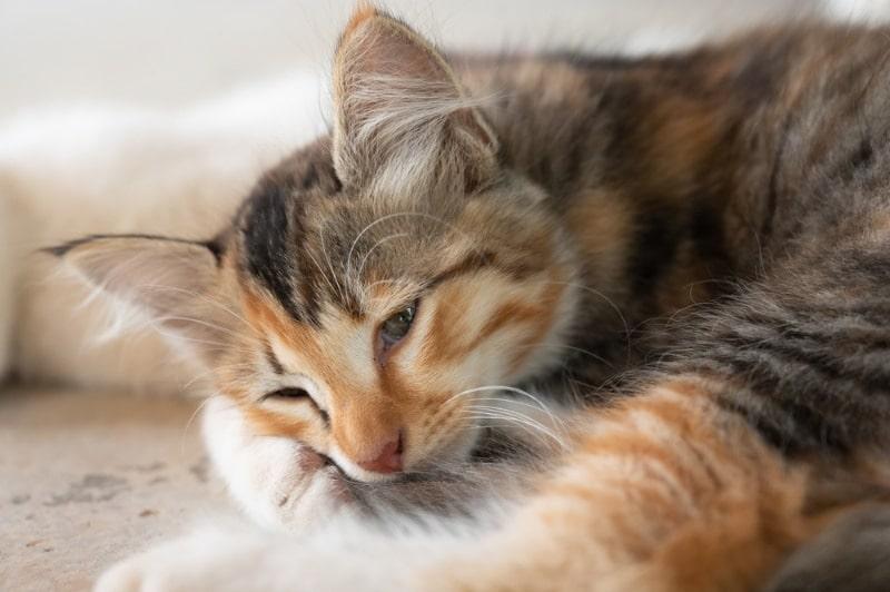 un gato de aspecto enfermo o aburrido tirado en el suelo