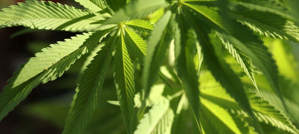 À quoi servent les grandes feuilles chez les plantes de cannabis
