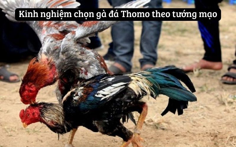 Kinh nghiệm chọn gà đá Thomo theo tướng mạo