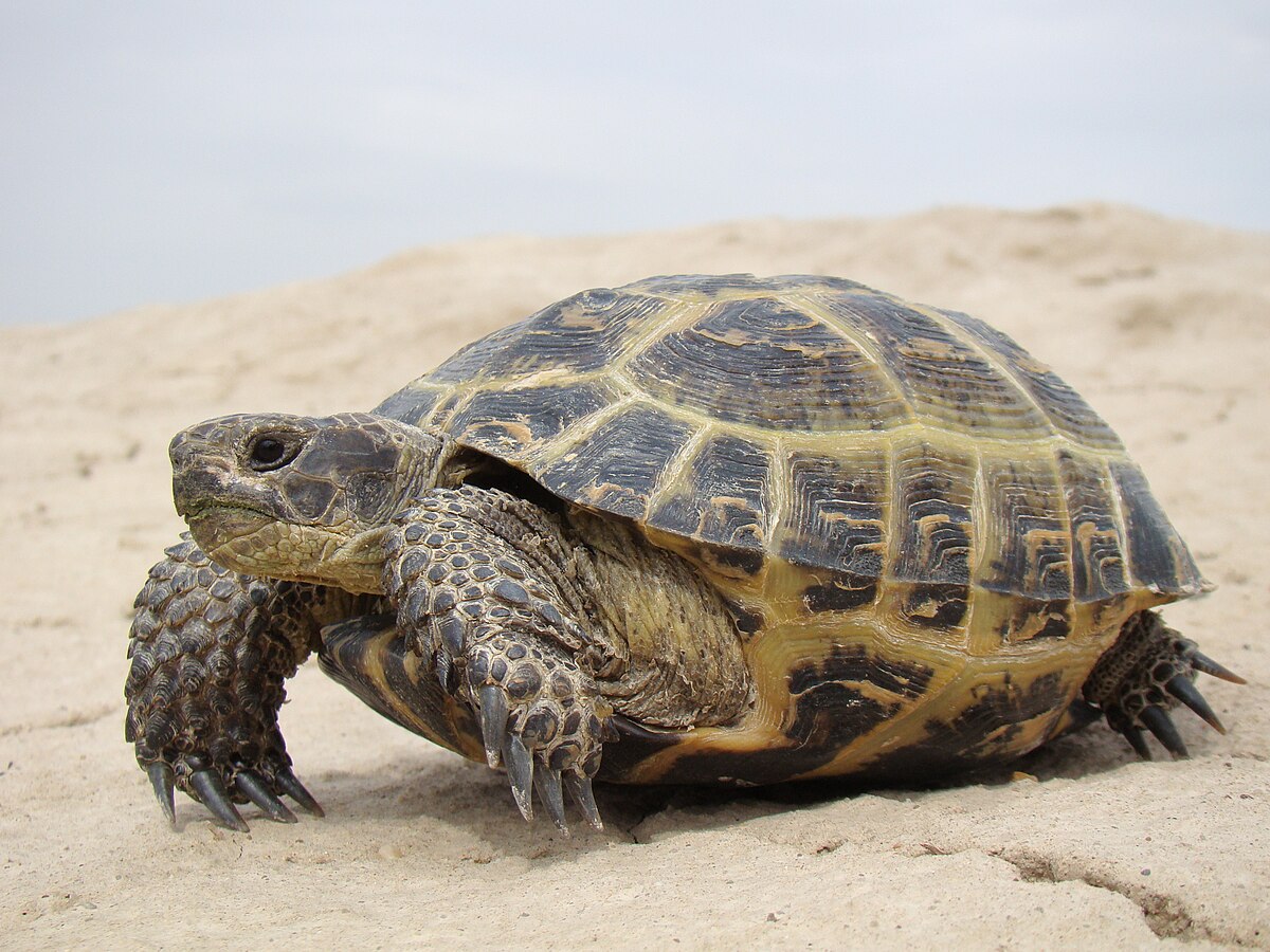 How Smart Are Tortoises