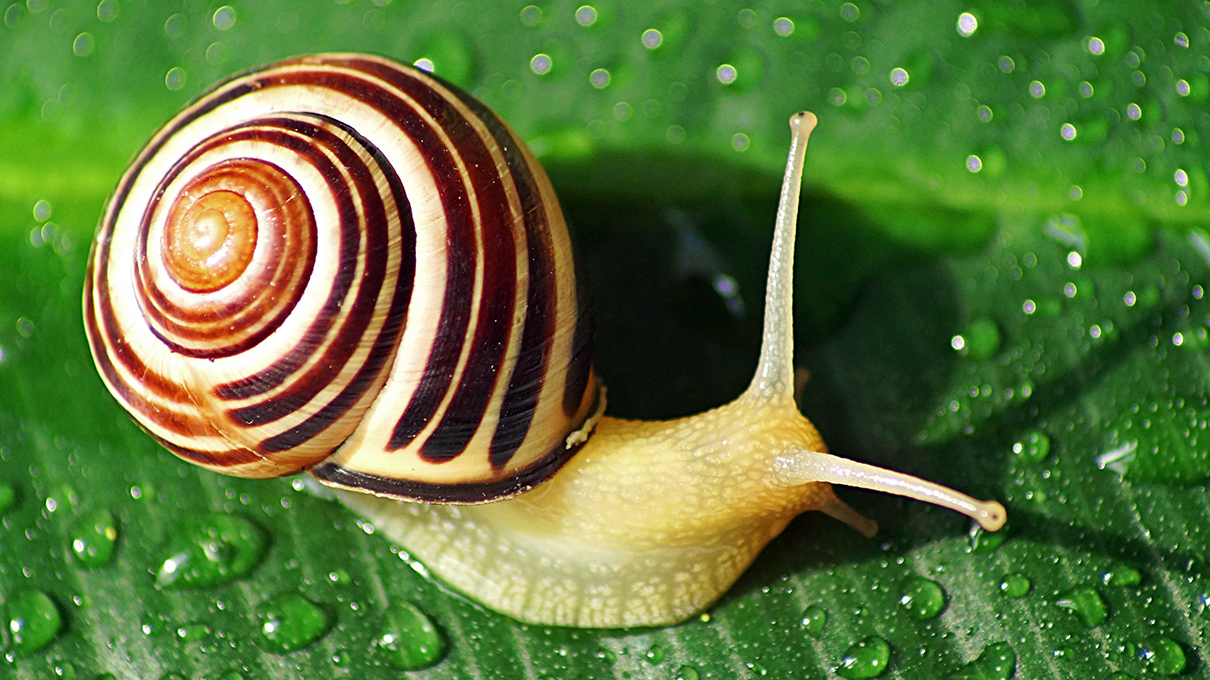 How To Get Rid Of Snails In A Garden